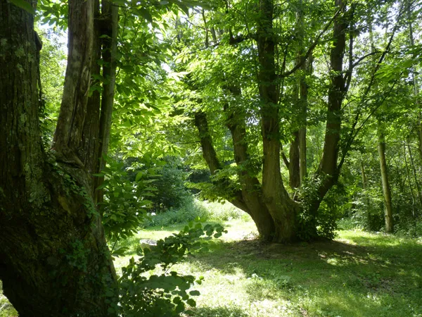 Viladrau, itineraris i rutes. Castanyer de les 9 branques