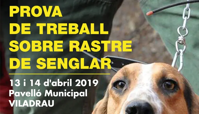 Viladrau Prova de treball sobre rastre de senglar 2019