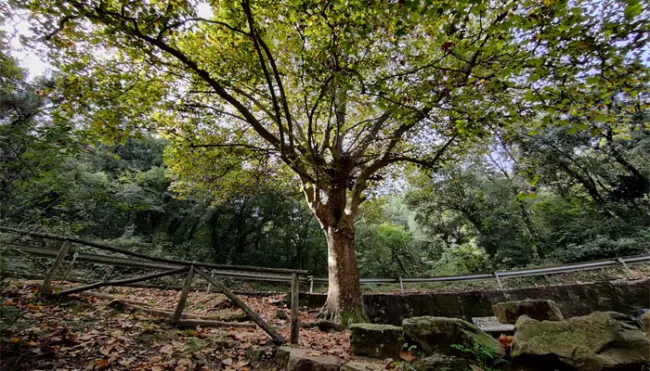 Font de les Delícies
