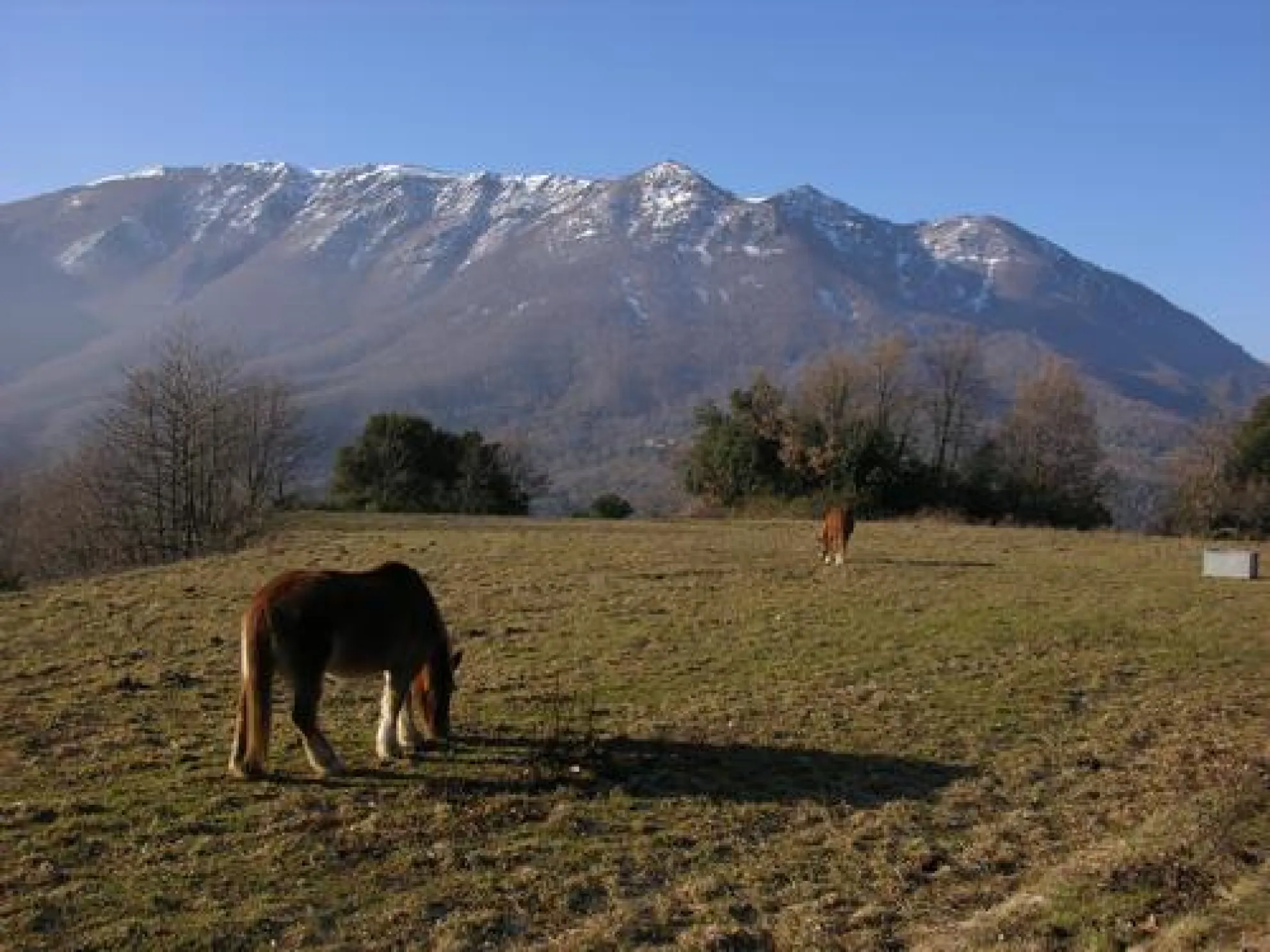 Viladrau, itineraris i rutes. Castanyer de les 9 branques