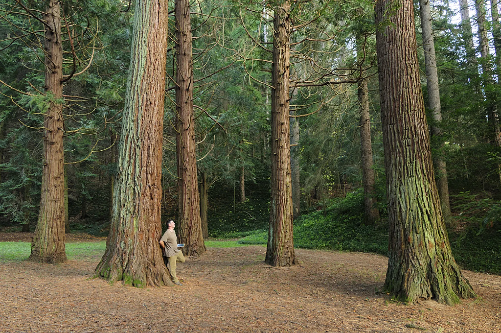 Itineraris i rutes. Arboretum Masjoan. Viladrau-Espinelves.