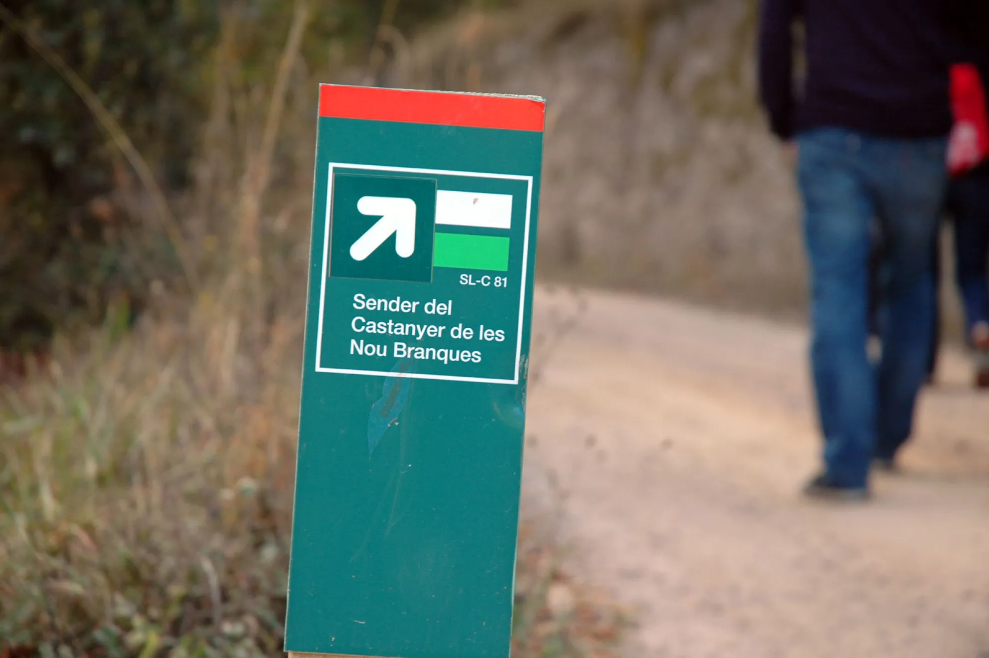 Viladrau, itineraris i rutes. Castanyer de les 9 branques