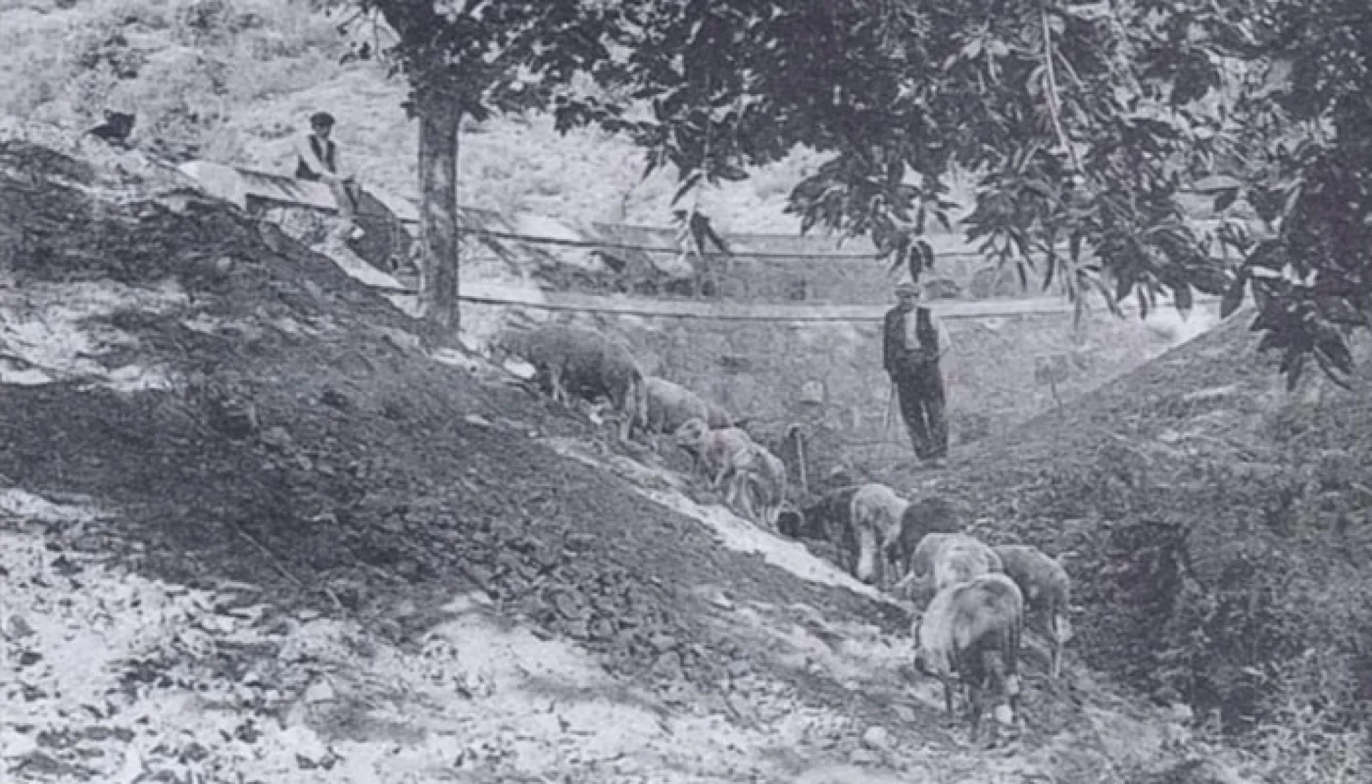 Viladrau Carretera d'Arbúcies