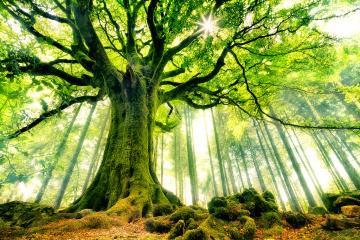 Arbre
