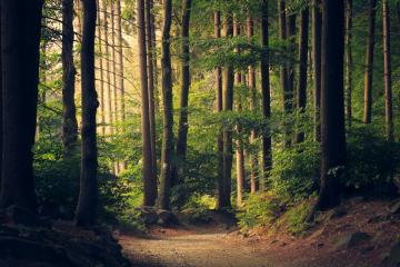 bosque